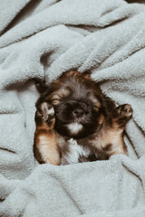 Pawly
